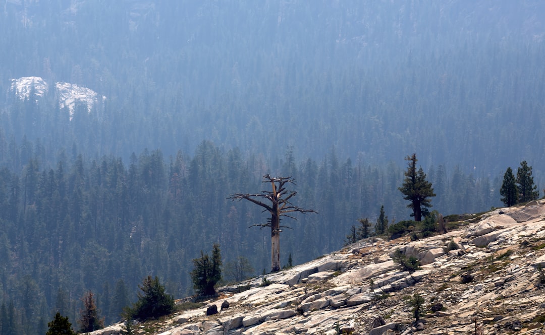 Image showing fire damage